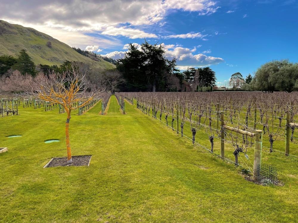 Swiss-Belhotel Napier Buitenkant foto A vineyard in Marlborough